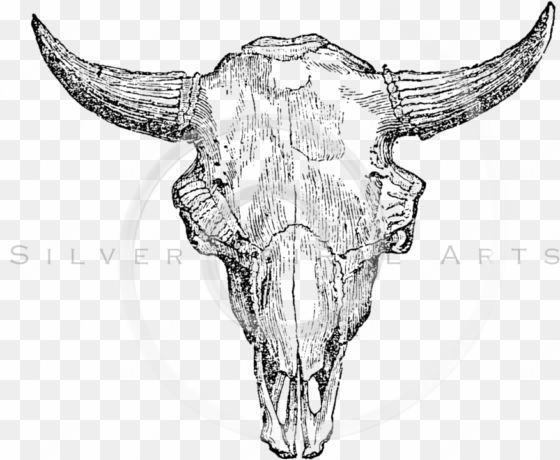 buffalo skull drawing at getdrawings - buffalo skull illustration png