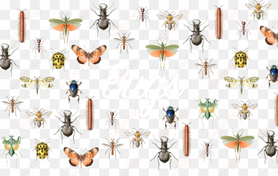 bugs - manticora: a monograph of the genus (coleoptera, cicindelidae,