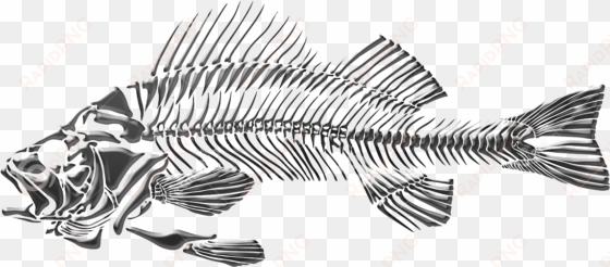 bulb drawing fish - fish skeleton png