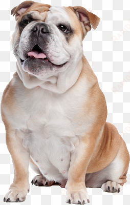 bull dog png - english bulldog dog png