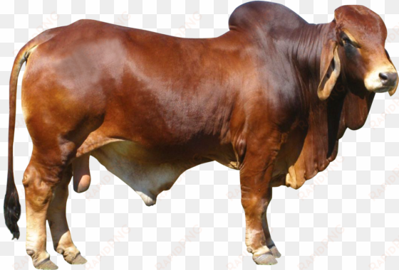 bull png free download - cow png