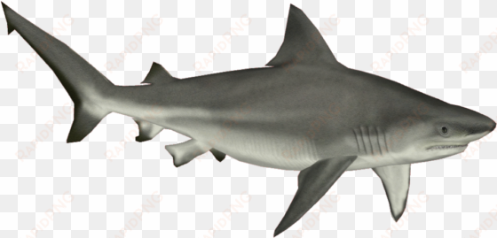 bull shark png - shark png