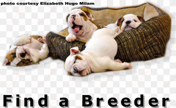 bulldog club of america national specialty show full - funny new years resolution animal
