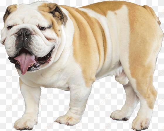 bulldog - english bulldog transparent