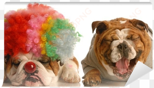 bulldog laughing at another dog dressed up with clown - party time with dogs