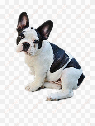 bulldog png transparent image - black n white dog