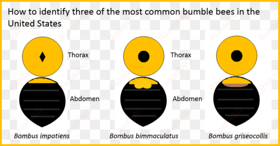 bumble bee guide - bumblebee