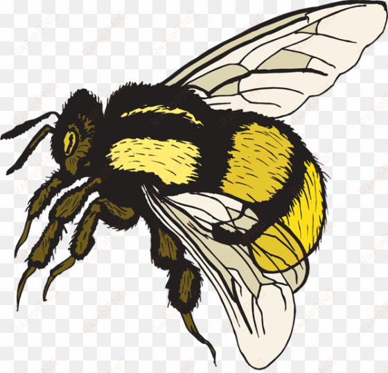 bumble bee pictures clip art - free clip art bumble bee
