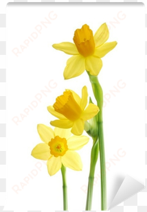bunch of yellow spring daffodils against white background - kilobyte