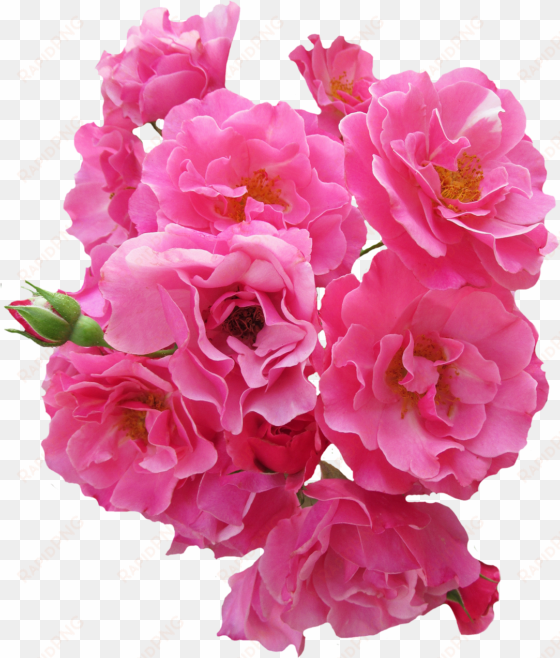 Bunch Pink Rose Flower Png Image - Flores Rosadas En Png transparent png image