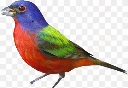 bunting png - painted bunting