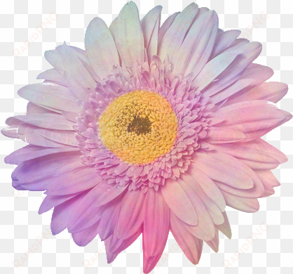 buscar con google - overlays transparent tumblr flowers