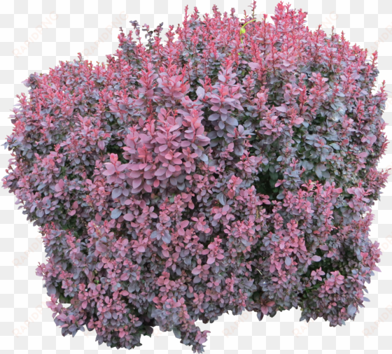 bush png image - pink flower bush png