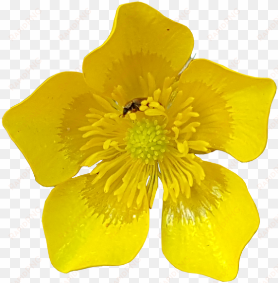 buttercup flower with insects no background plants - yellow flowers on transparent background