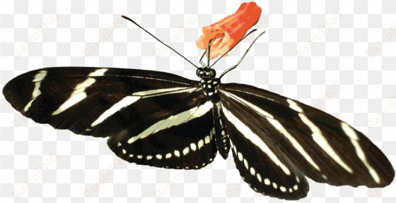 butterflies clipart zebra - moth gif png