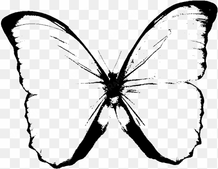 butterfly black and white clip art png - black and white butterfly png