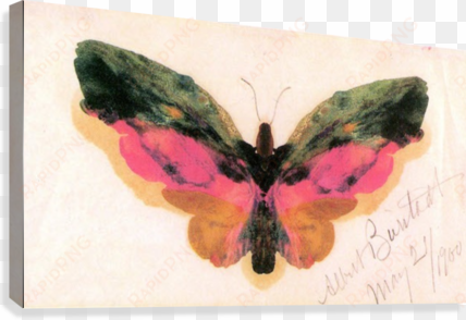 butterfly by bierstadt canvas print - albert bierstadt butterfly art print poster 19 x 13in