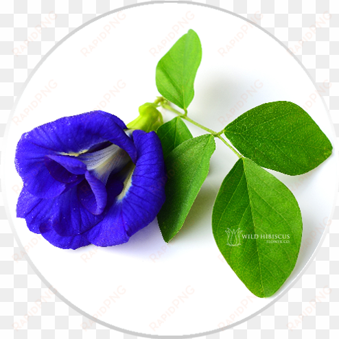 butterfly pea flowers dried whole - butterfly pea flower