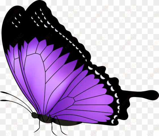 butterfly png