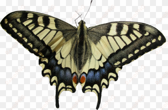 butterfly png - swallowtail butterfly