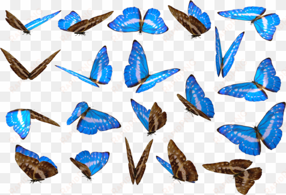 butterfly png unique background - butterfly images png