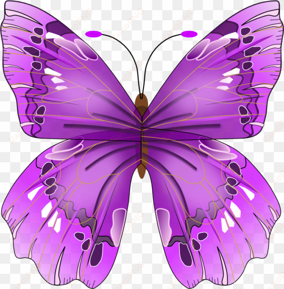 butterfly - purple butterfly vector free