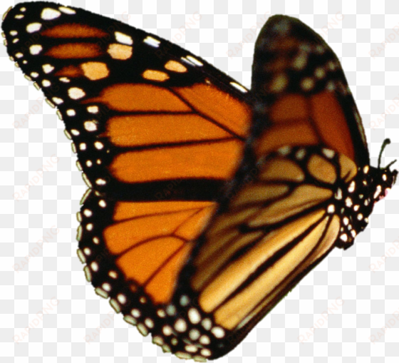 butterfly vector - monarch butterfly transparent background