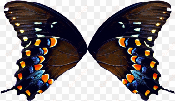 butterfly wings png - butterfly wings