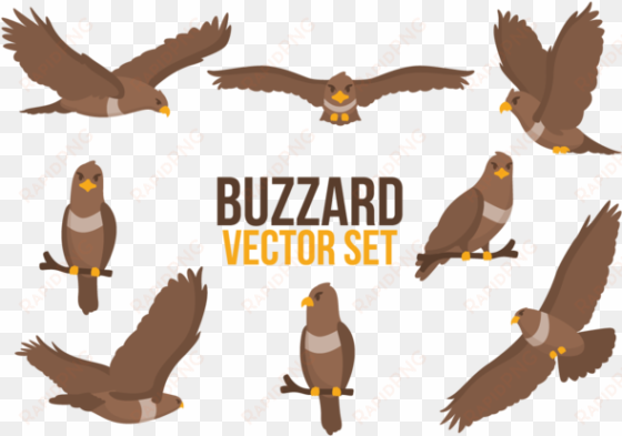 buzzard cartoons vector - buzzard