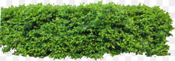 by owhl stock on clip - hedge top view png