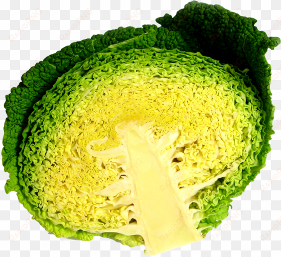 cabbage half png image - portable network graphics