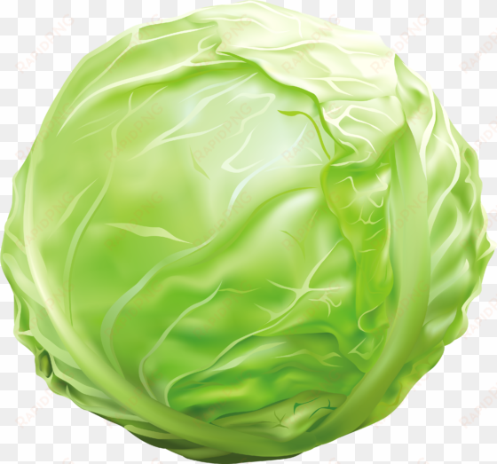 cabbage png clipart image - clipart images of cabbage