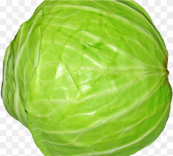 cabbage png image1 - cabbage transparent