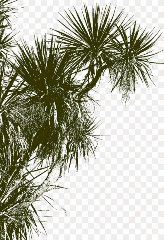 cabbage tree background image - watercolourist