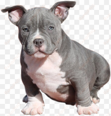 cachorro - american bully cachorro png