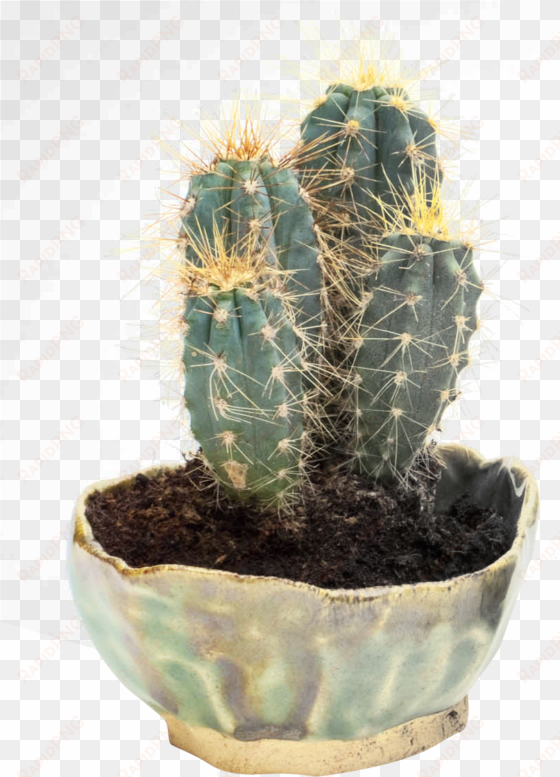 cactus png