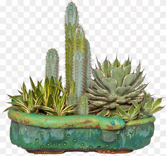 cactus png - cactus planters png