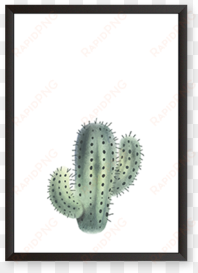 cactus - prickly pear