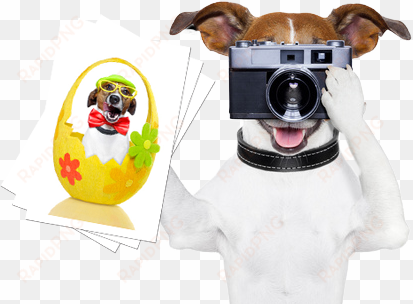 calendar photo contest - jack russell funny png
