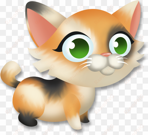 calico kitten - cat