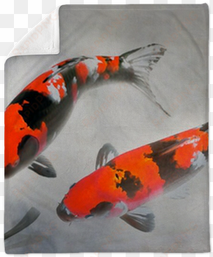 calico koi fish watercolor illustration plush blanket - pez koi rojo real