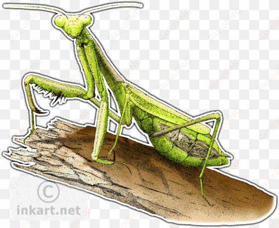 california praying mantis - praying mantis dark art