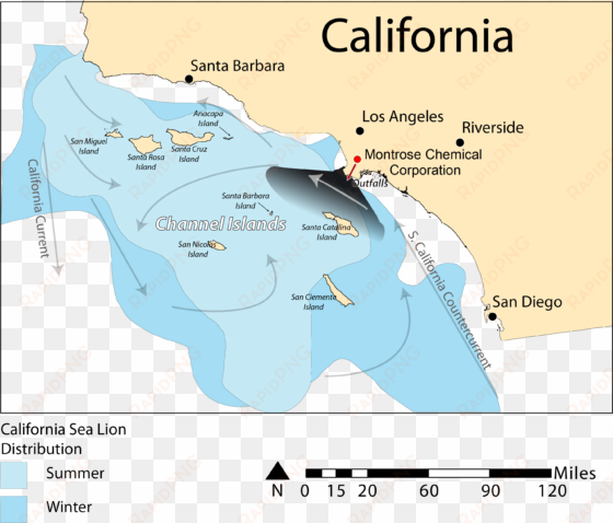 california sea lion distribution - distribution of california sea lions