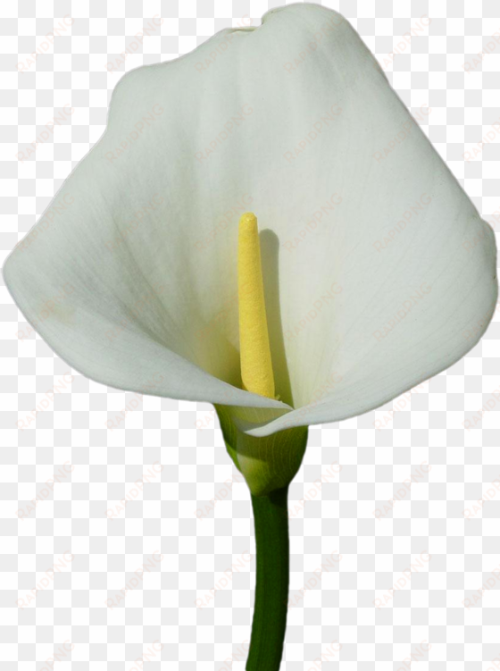 calla lily clipart transparent - white calla lily png