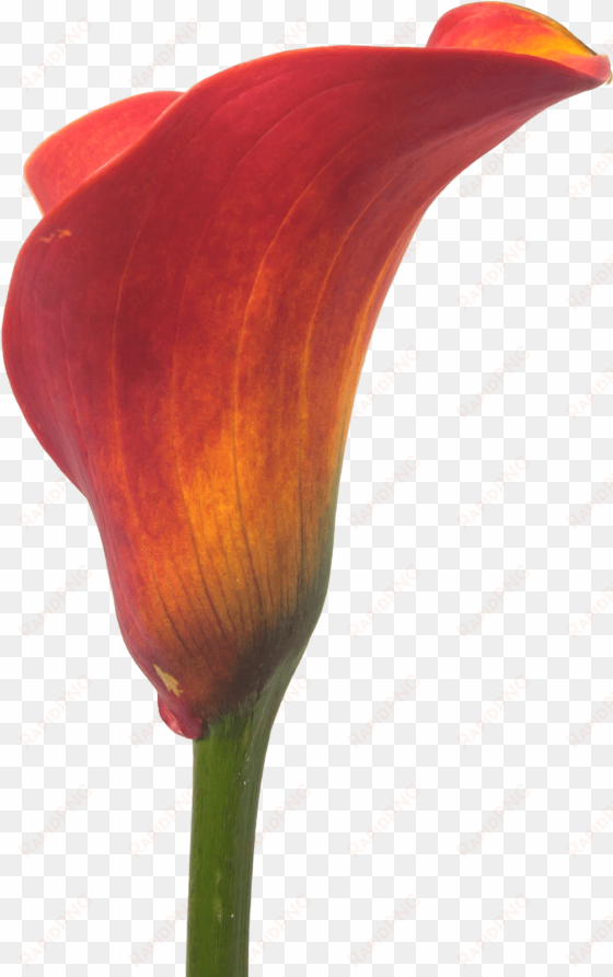 calla trinity - flower
