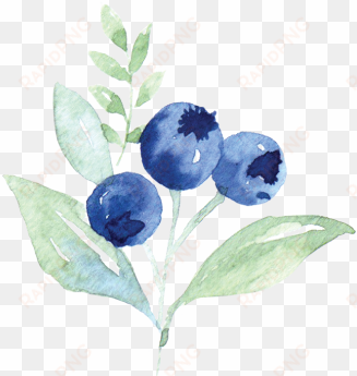 calligraphy blueberries