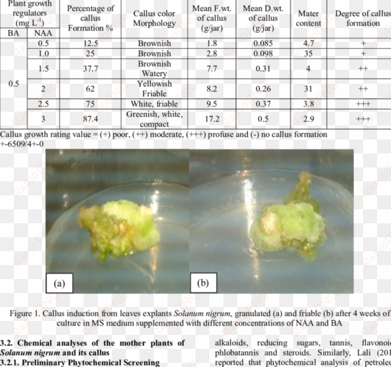 callus induction from the leaf explants of solanum - explant culture