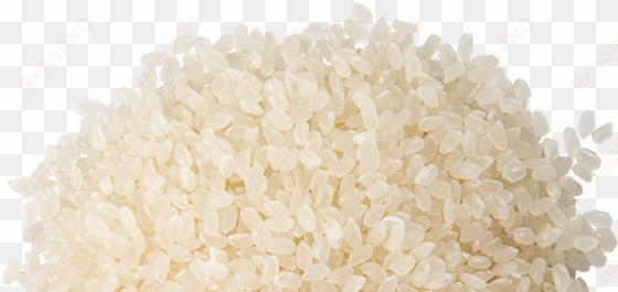 calrose-rice - grain of rice transparent