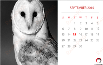 calvendo owls (wall calendar 2018 din a3 landscape)