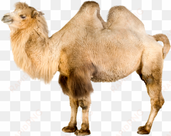 camel isolated real photo 300dpi, camels, reality, - camel white background